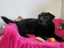 LUNANERA-LUNA, Hund, Labrador Retriever-Mix in Roggenstorf - Bild 5