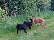 LUNANERA-LUNA, Hund, Labrador Retriever-Mix in Roggenstorf - Bild 6