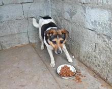 LEO, Hund, Mischlingshund in Rumänien - Bild 1