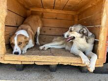 MIA, Hund, Mischlingshund in Rumänien - Bild 7
