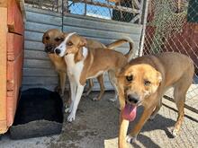 MIA, Hund, Mischlingshund in Rumänien - Bild 8
