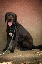 AJTOR, Hund, Mischlingshund in Ungarn