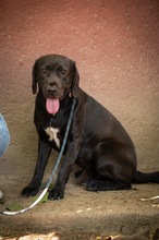 AJTOR, Hund, Mischlingshund in Ungarn - Bild 2