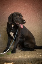 AJTOR, Hund, Mischlingshund in Ungarn - Bild 3