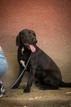 AJTOR, Hund, Mischlingshund in Ungarn - Bild 4
