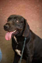 AJTOR, Hund, Mischlingshund in Ungarn - Bild 5