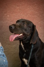 AJTOR, Hund, Mischlingshund in Ungarn - Bild 6