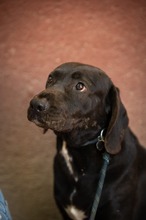 AJTOR, Hund, Mischlingshund in Ungarn - Bild 7