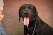 AJTOR, Hund, Mischlingshund in Ungarn - Bild 8