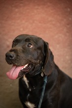 AJTOR, Hund, Mischlingshund in Ungarn - Bild 9