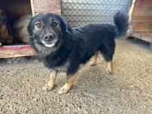 PINO, Hund, Mischlingshund in Rumänien - Bild 1