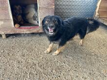PINO, Hund, Mischlingshund in Rumänien - Bild 2