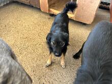 PINO, Hund, Mischlingshund in Rumänien - Bild 3