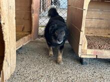 PINO, Hund, Mischlingshund in Rumänien - Bild 4