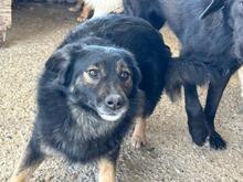 PINO, Hund, Mischlingshund in Rumänien - Bild 5