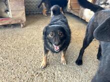 PINO, Hund, Mischlingshund in Rumänien - Bild 6