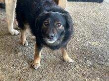 PINO, Hund, Mischlingshund in Rumänien - Bild 7