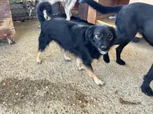 PINO, Hund, Mischlingshund in Rumänien - Bild 9