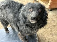 CREATZA, Hund, Mischlingshund in Rumänien - Bild 1