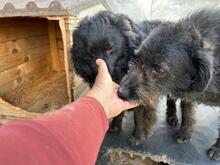 CREATZA, Hund, Mischlingshund in Rumänien - Bild 12