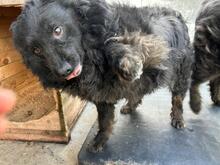 CREATZA, Hund, Mischlingshund in Rumänien - Bild 2