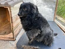 CREATZA, Hund, Mischlingshund in Rumänien - Bild 3