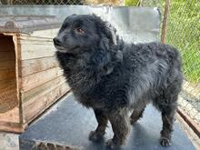 CREATZA, Hund, Mischlingshund in Rumänien - Bild 4