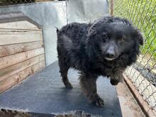 CREATZA, Hund, Mischlingshund in Rumänien - Bild 5