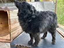 CREATZA, Hund, Mischlingshund in Rumänien - Bild 6