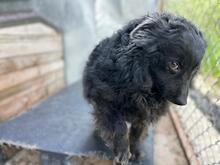 CREATZA, Hund, Mischlingshund in Rumänien - Bild 7