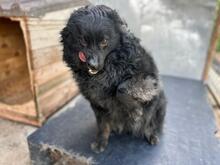 CREATZA, Hund, Mischlingshund in Rumänien - Bild 8
