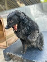 CREATZA, Hund, Mischlingshund in Rumänien - Bild 9
