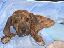 MINGO, Hund, Mischlingshund in Hamburg