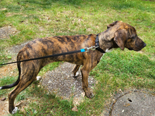 MINGO, Hund, Mischlingshund in Hamburg - Bild 2