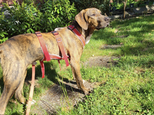 MINGO, Hund, Mischlingshund in Hamburg - Bild 6