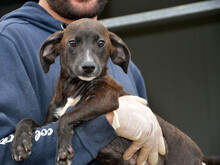 COLOMBINA, Hund, Mischlingshund in Berlin - Bild 1
