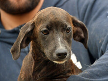 COLOMBINA, Hund, Mischlingshund in Berlin - Bild 2