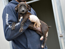 COLOMBINA, Hund, Mischlingshund in Berlin - Bild 3