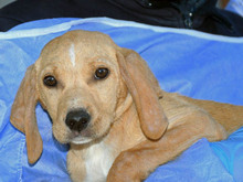 MALA-MILA, Hund, Mischlingshund in Ahrensfelde