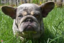 DORI, Hund, Französische Bulldogge in Donzdorf - Bild 1