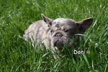 DORI, Hund, Französische Bulldogge in Donzdorf - Bild 3