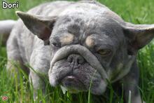 DORI, Hund, Französische Bulldogge in Donzdorf - Bild 4