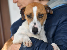 THOR, Hund, Mischlingshund in Berlin - Bild 1