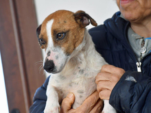 THOR, Hund, Mischlingshund in Berlin - Bild 2