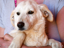 GINA, Hund, Mischlingshund in Berlin - Bild 1