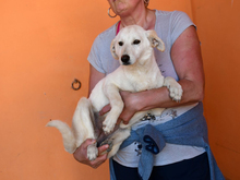 GINA, Hund, Mischlingshund in Berlin - Bild 2