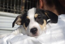 HAN, Hund, Mischlingshund in Rumänien