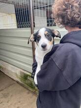 HAN, Hund, Mischlingshund in Rumänien - Bild 2