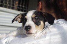 HAN, Hund, Mischlingshund in Rumänien - Bild 4