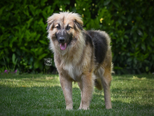 BAINGIO, Hund, Mischlingshund in Knittlingen - Bild 1